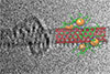 ciMetallacycles embrace carbon nanotubes